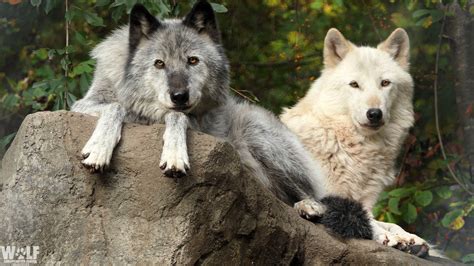 Wolf conservation center - The Wolf Conservation Center (WCC) is a not-for-profit environmental education organization located in South Salem, NY that teaches people about wolves, their relationship to the environment, and ... 